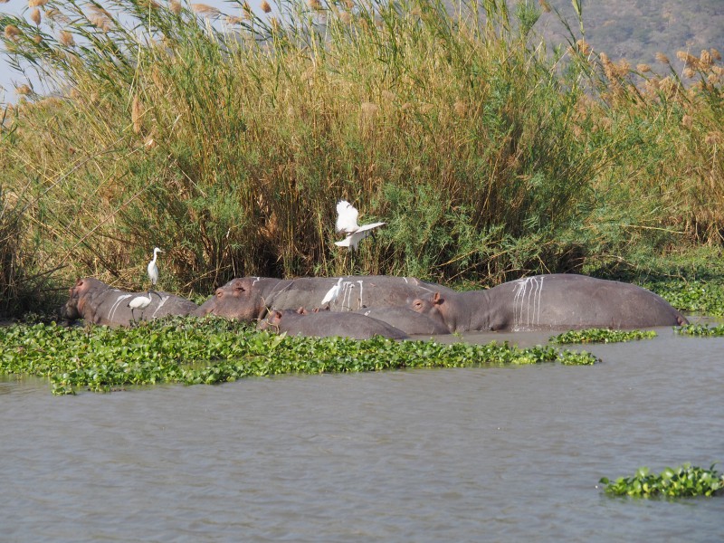Malawi, Parco Liwonde