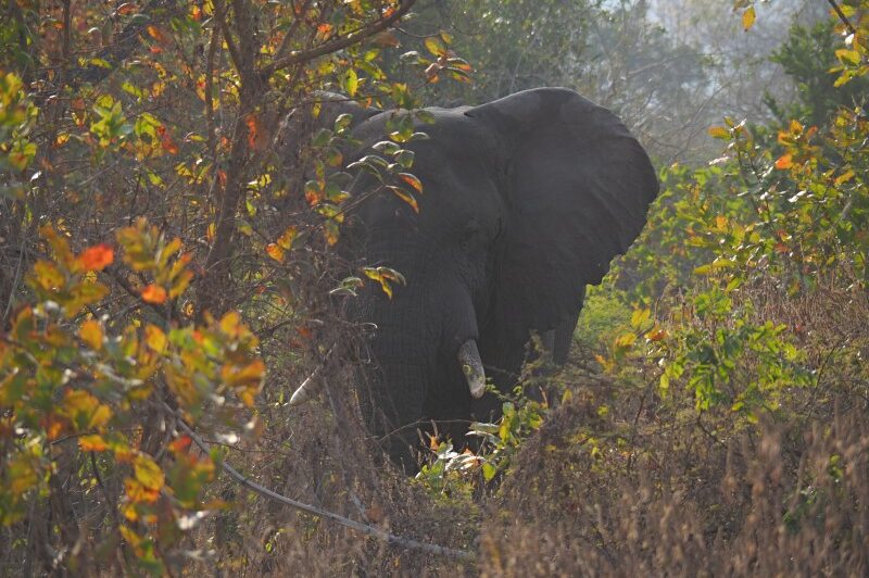 Malawi, Riserva di Majete