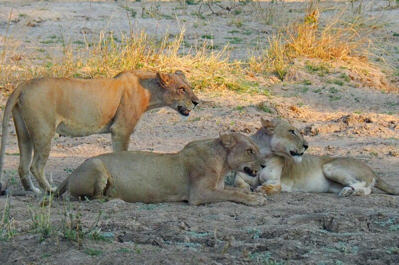 Zambia, Parco South Luangwa