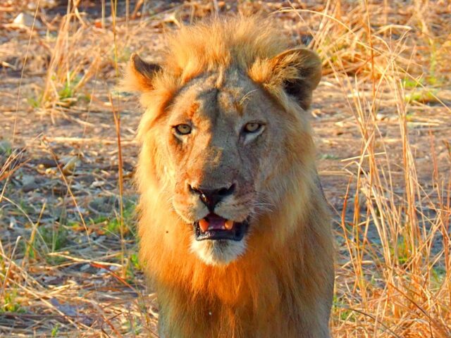 Zambia, Parco South Luangwa