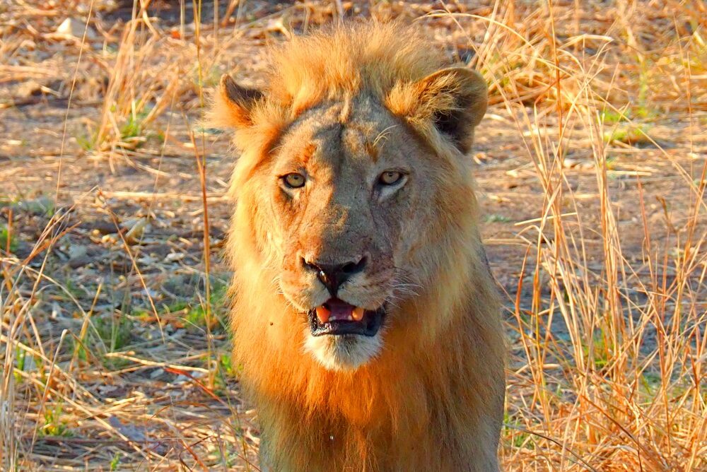 Zambia, Parco South Luangwa