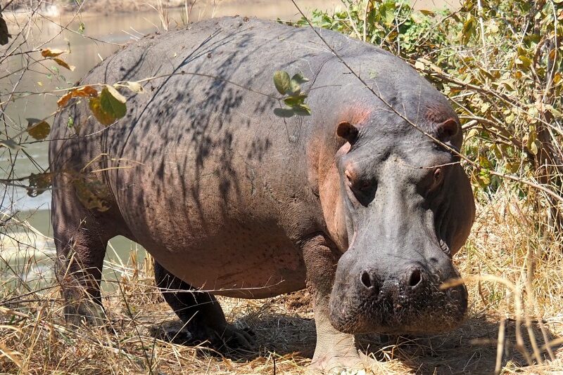 Zambia, Parco South Luangwa