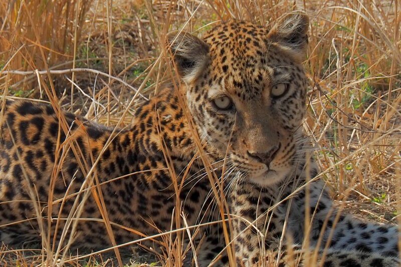 Zambia, Parco South Luangwa