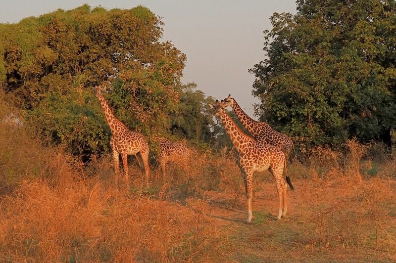 Zambia, Parco South Luangwa