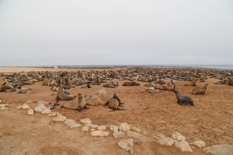Namibia, Cape Cross