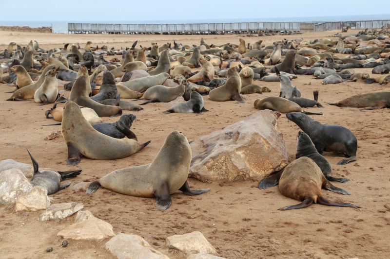Namibia, Cape Cross