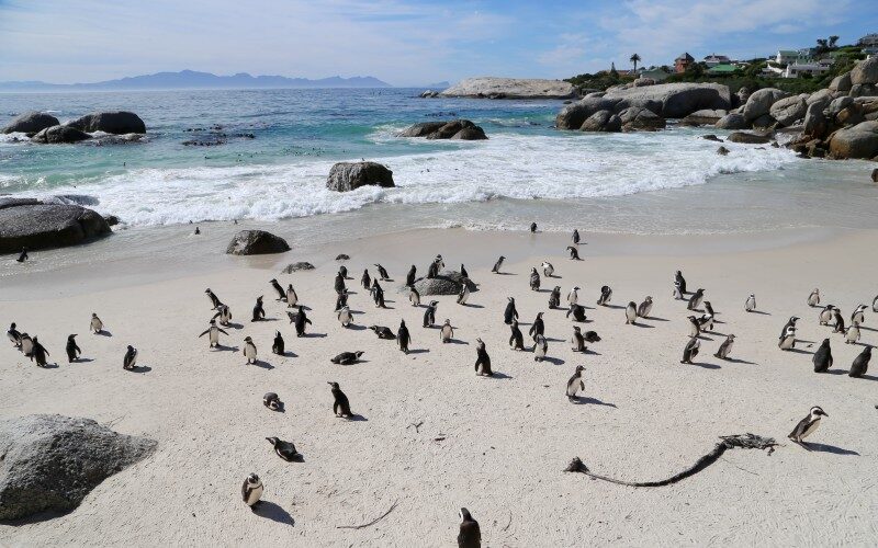 Sudafrica, Penisola del capo