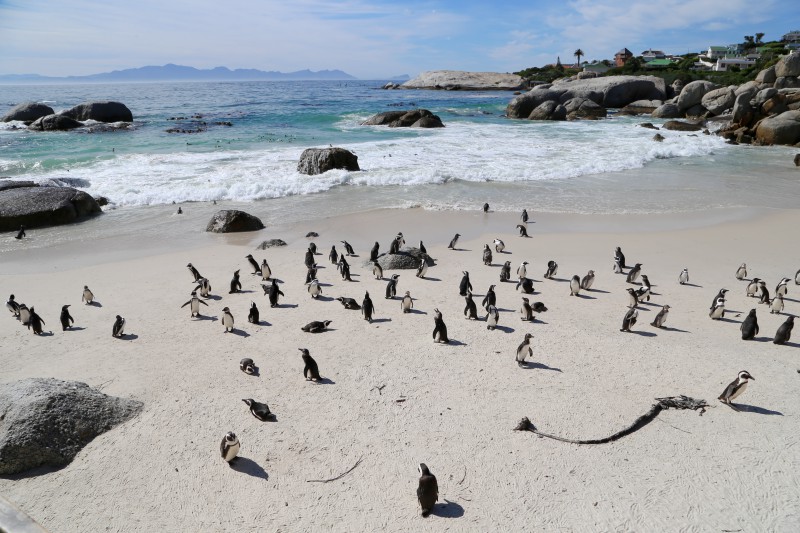 Sudafrica, Penisola del capo