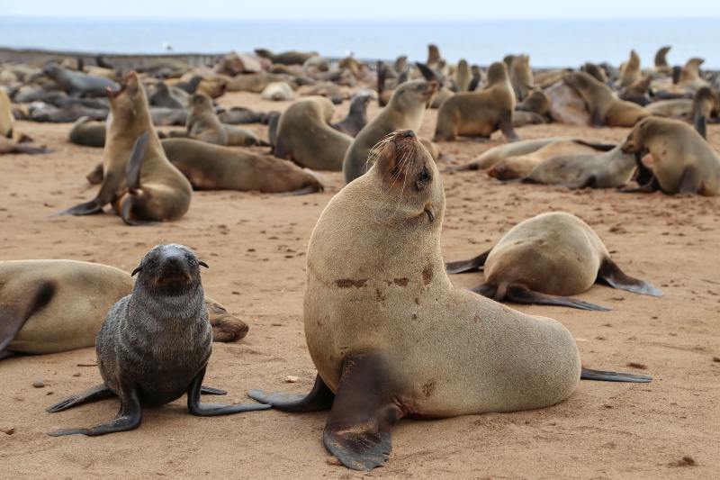 Namibia, Cape Cross