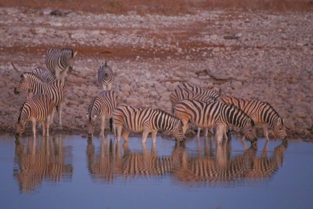 Parco Etosha: quando andare, come organizzare, guida di viaggio