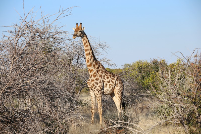 Namibia, Parco Nazionale Etosha