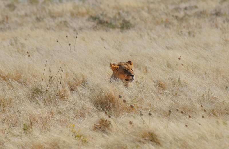 Namibia, Parco Nazionale Etosha