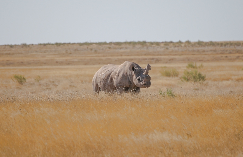 Namibia, Parco Nazionale Etosha