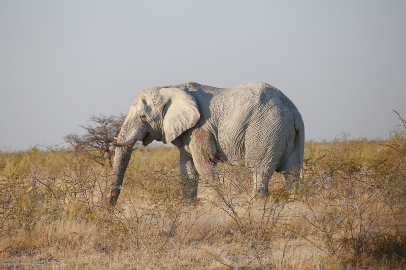 Namibia, Parco Nazionale Etosha