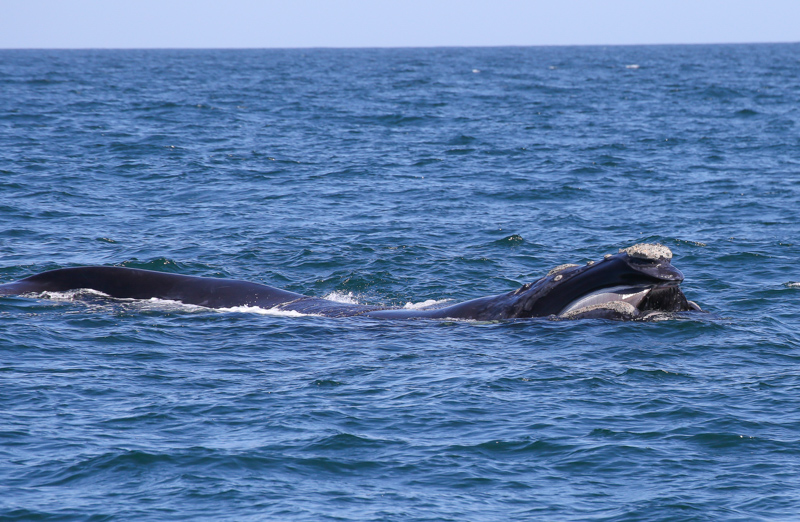 Sudafrica, Gansbaai