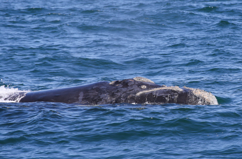 Sudafrica, Gansbaai