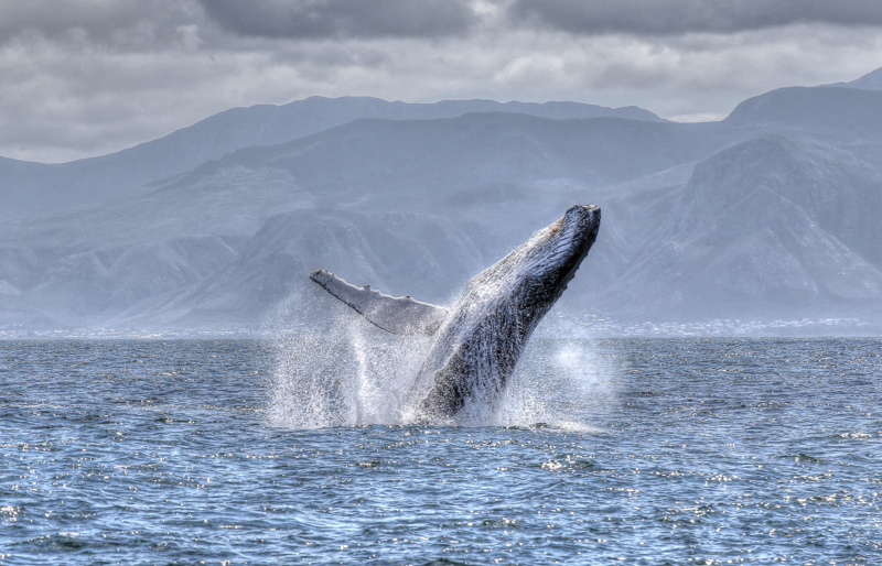 Sudafrica, Gansbaai