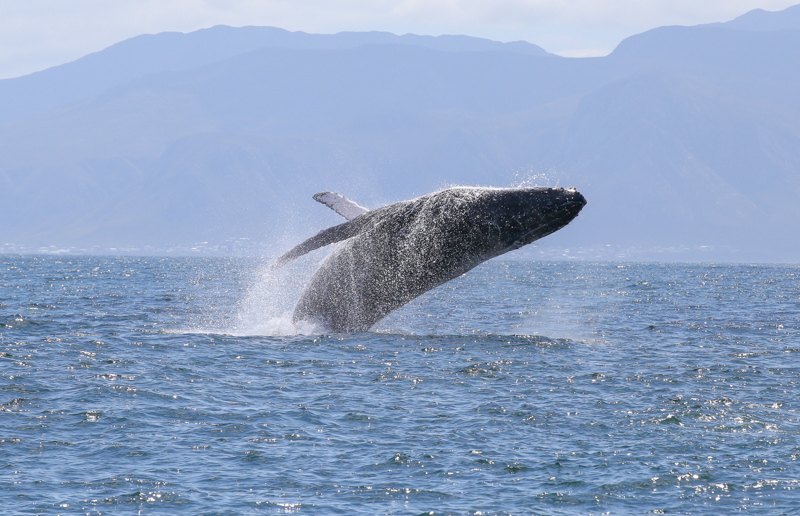 Sudafrica, Gansbaai