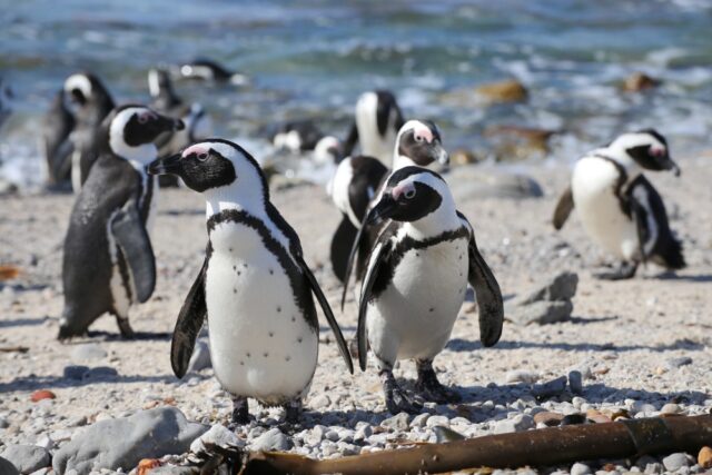 Dove incontrare i pinguini africani