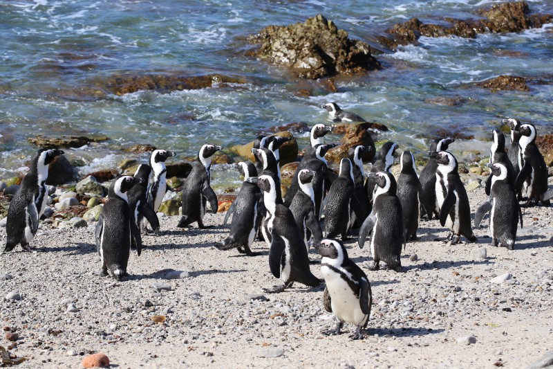Sudafrica, i pinguini di Betty's bay