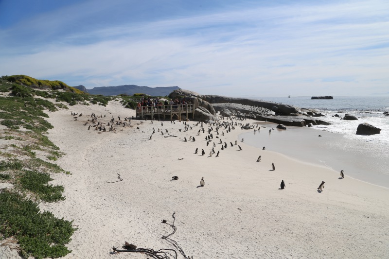 Sudafrica, Boulders Beach