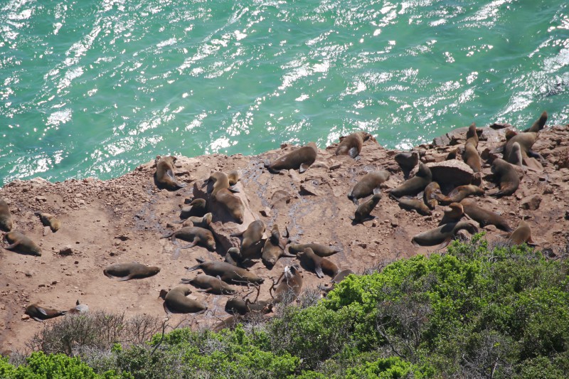Sudafrica, Penisola di Robberg