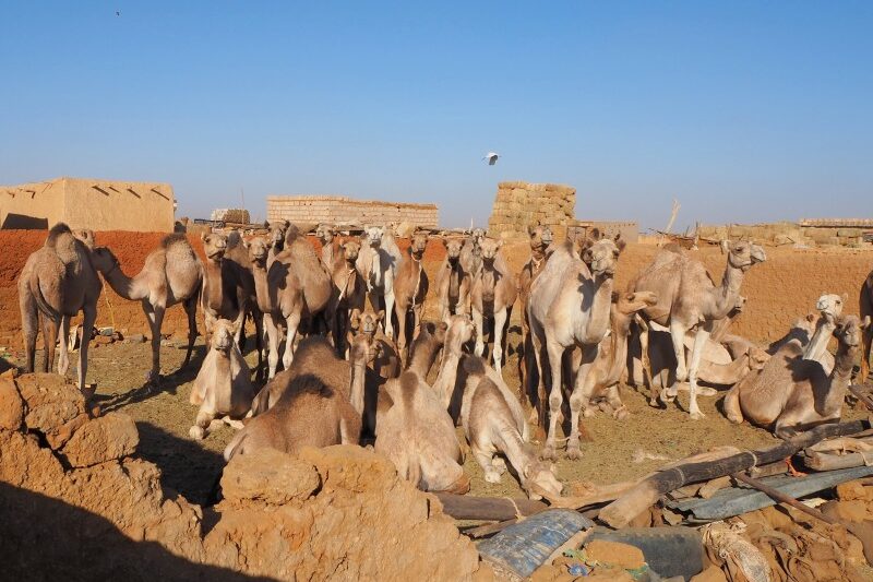 Sudan, mercato dei cammeli