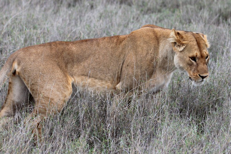 eSwatini, Parco Nazionale di Hlane