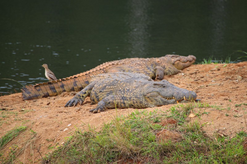 eSwatini, Mlilwane Sanctuary
