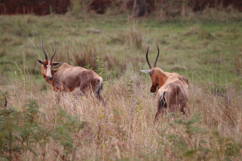 eSwatini, Mlilwane Sanctuary