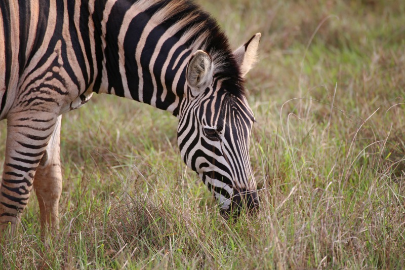 eSwatini, Mlilwane Sanctuary