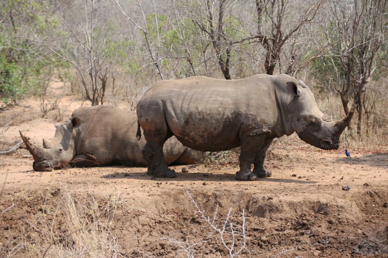 eSwatini, Mlhaya Reserve