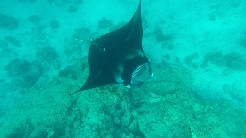 Maldive, una manta