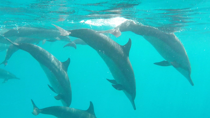 Maldive