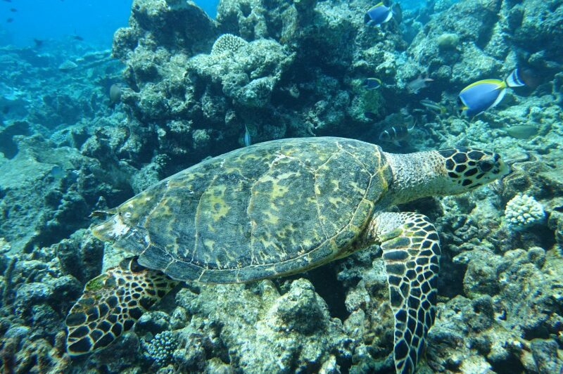 Maldive
