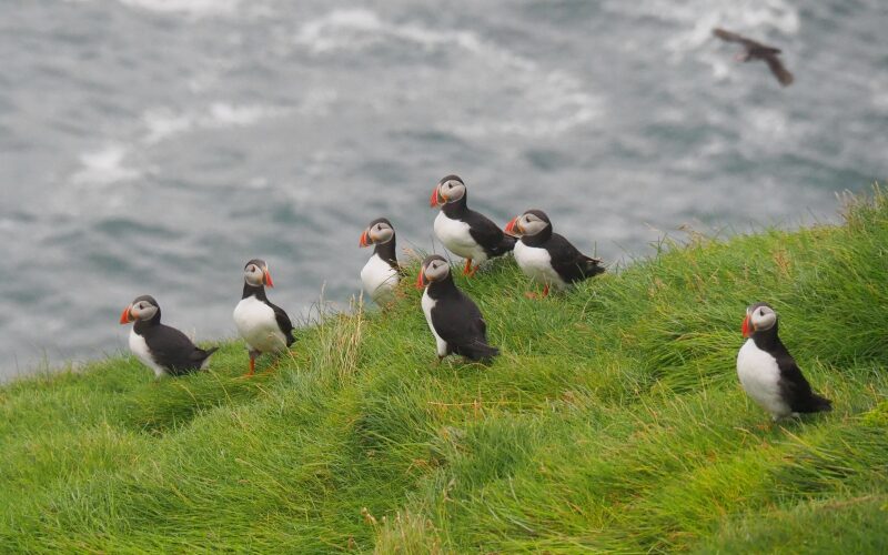 Islanda, Isole Vestmannaeyjar