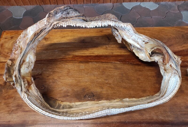 Islanda, Museo dello Squalo della Groenlandia