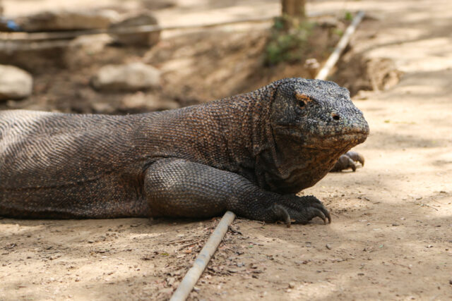 Parco di Komodo, 8 attrazioni da non perdere