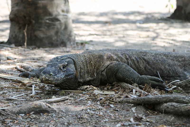 Indonesia, Parco di Komodo