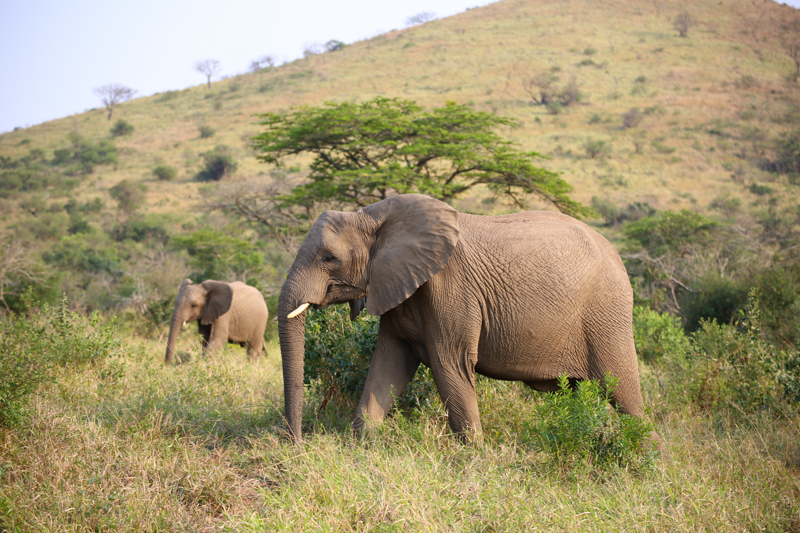 Sudafrica, Parco Hluhluwe-Imfolozi