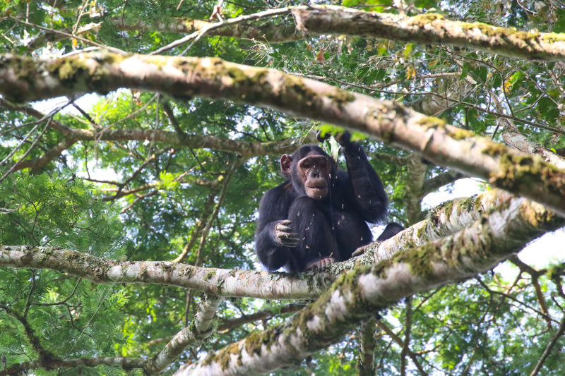 Uganda, Budongo