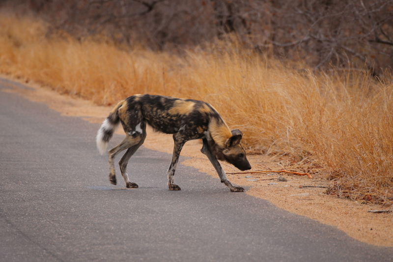 Sudafrica, Parco Kruger