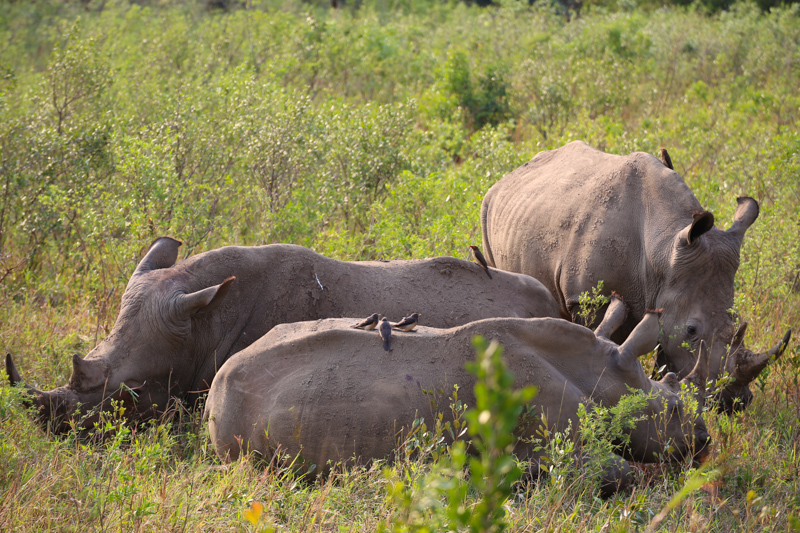 Sudafrica, Parco Imfolozi