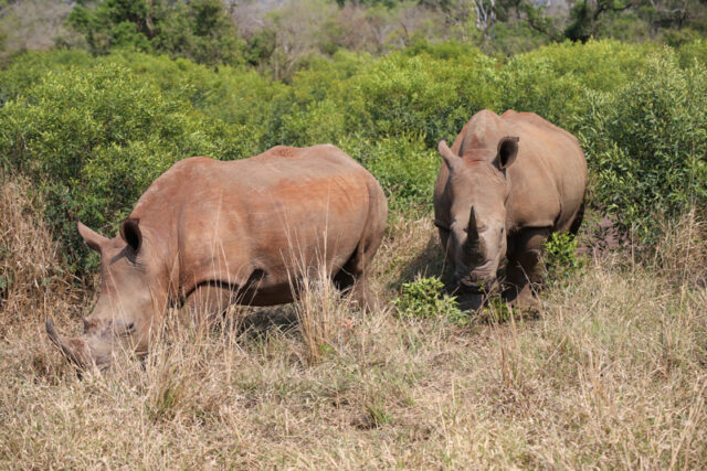 Hluhluwe-Imfolozi, il parco più antico dell’Africa