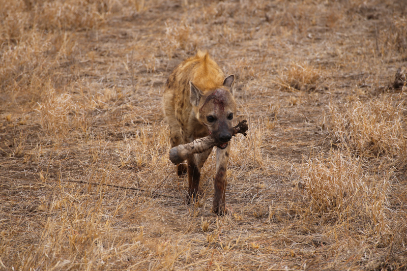 Sudafrica, Parco Kruger