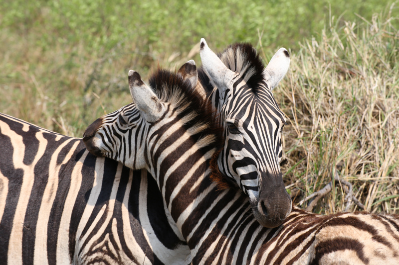 Sudafrica, Parco Imfolozi