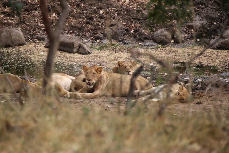 Sudafrica, Parco Kruger