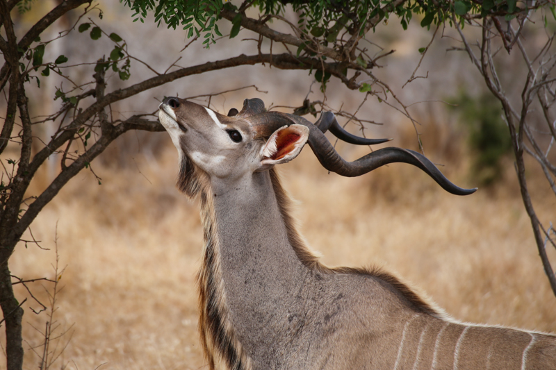 Sudafrica, Parco Kruger