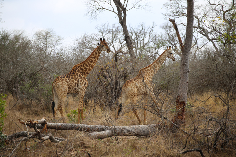 Sudafrica, Parco Kruger