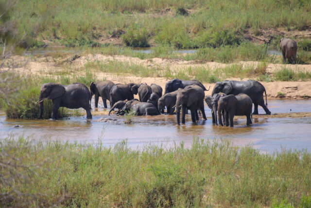 Parco Kruger, guida alla visita